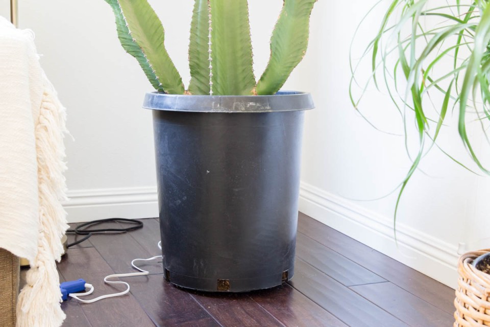 large cactus in black pot 