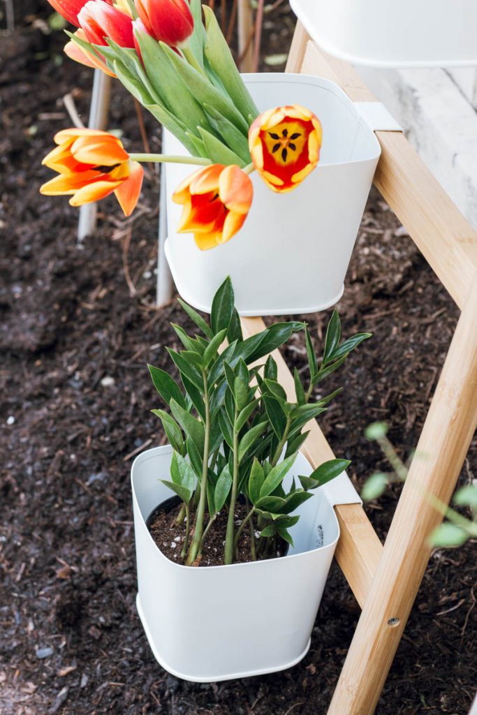 ikea satsuma ladder tulips the sill 