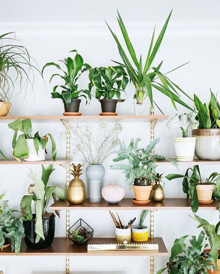 plant shelfie / DIY branch wall This article is cornerstone content