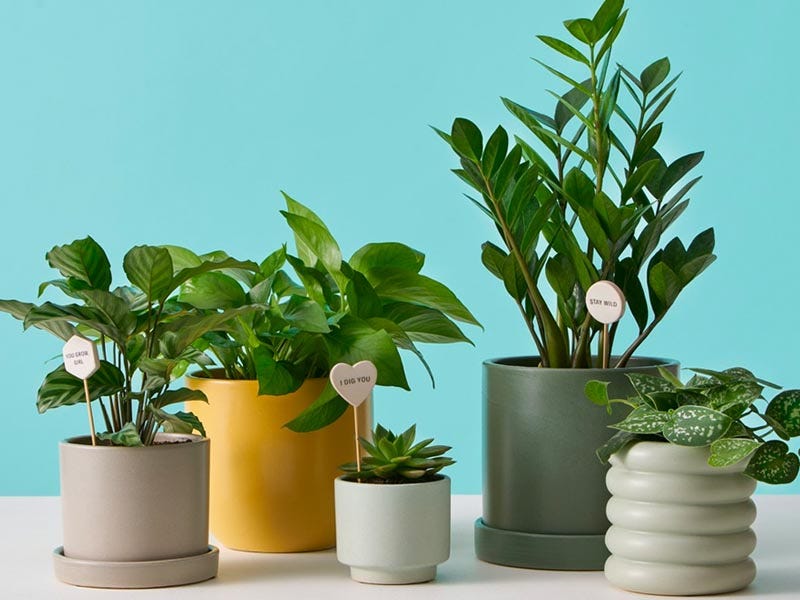 A bounty of beautifully potted plants!