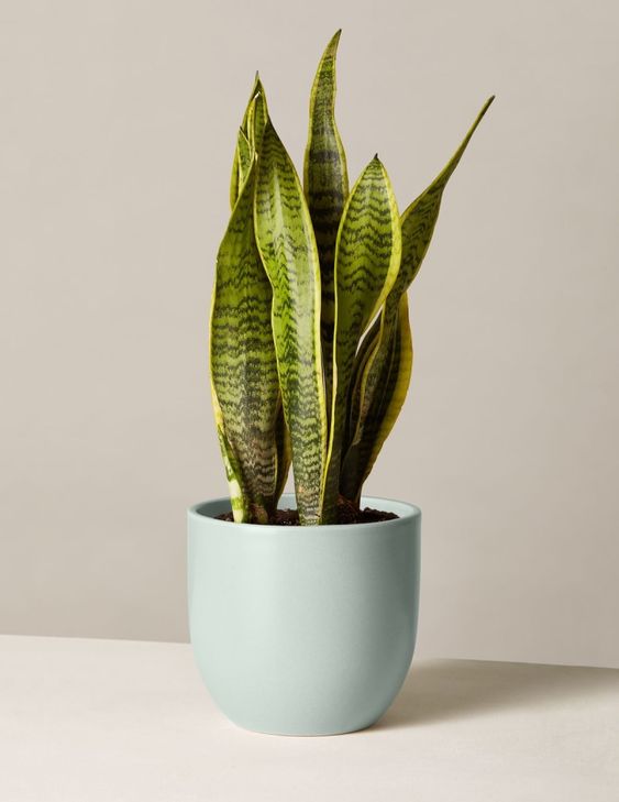 How to Create the Perfect Bedroom Plant Shelf // Snake Plant Laurentii, The Sill ($52)