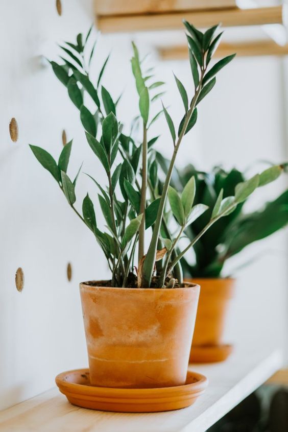 ZZ Plant Watering Guide (Zamioculcas Zamiifolia)