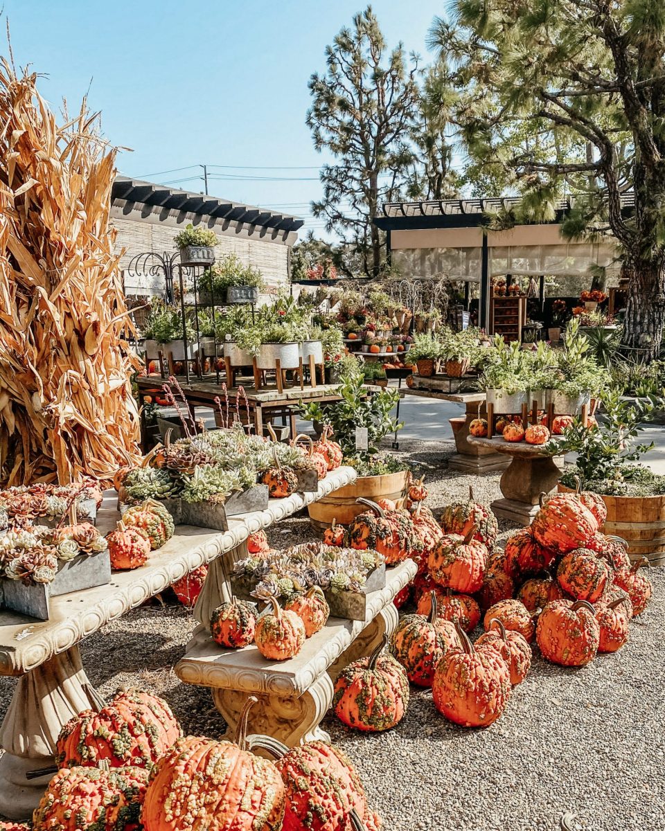 Pumpkins abound at the nursery! Interspersed with corn husks and succulents.