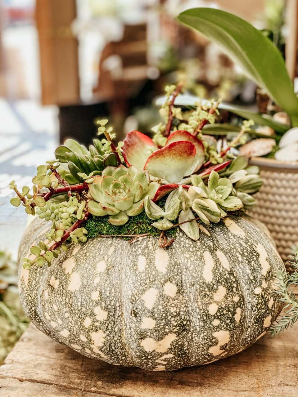 A grey speckled pumpkin with an array of succulents on its top