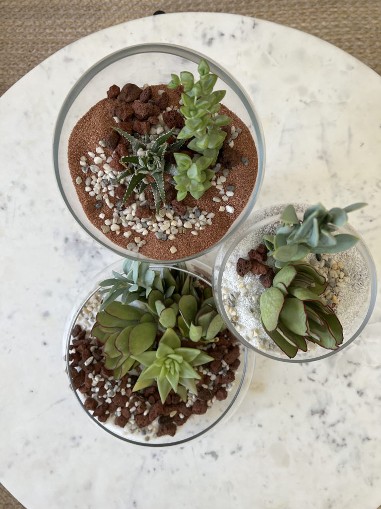 Three succulent planters viewed from above