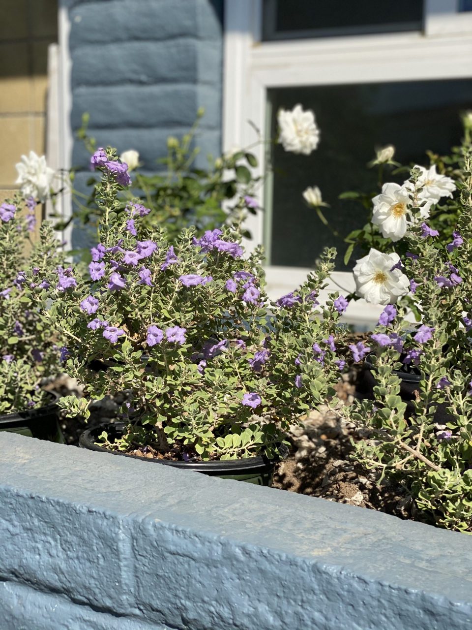 A close up of the flower bed in front of the picture window