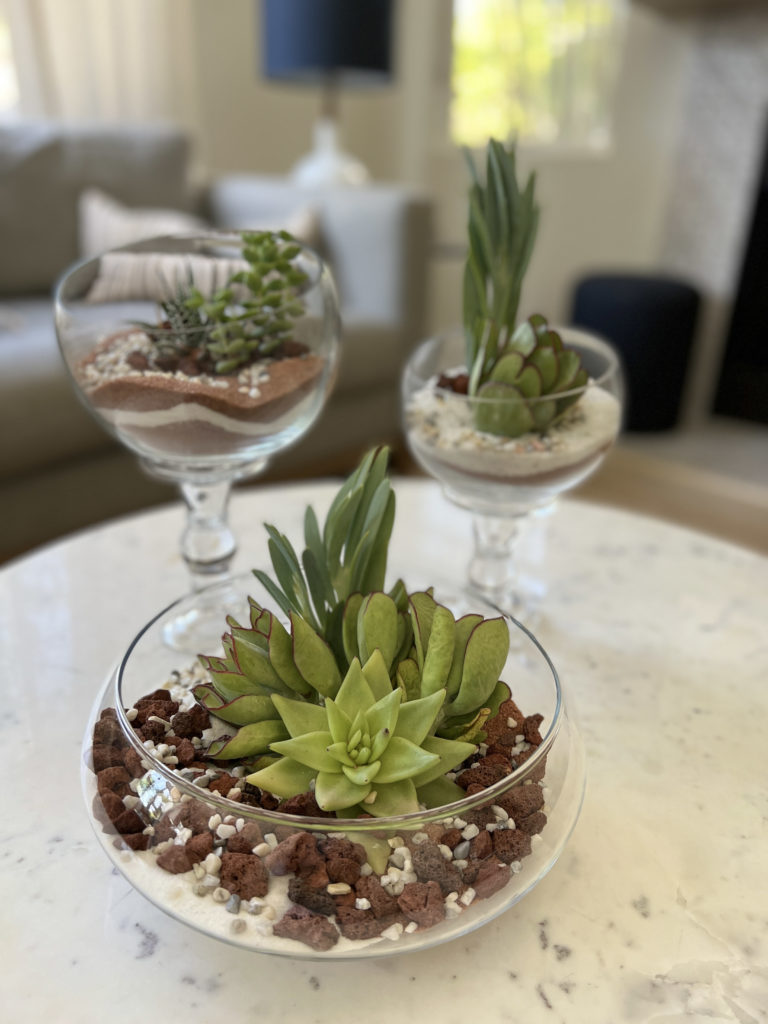 Three succulents in clear glass planters on the coffee table