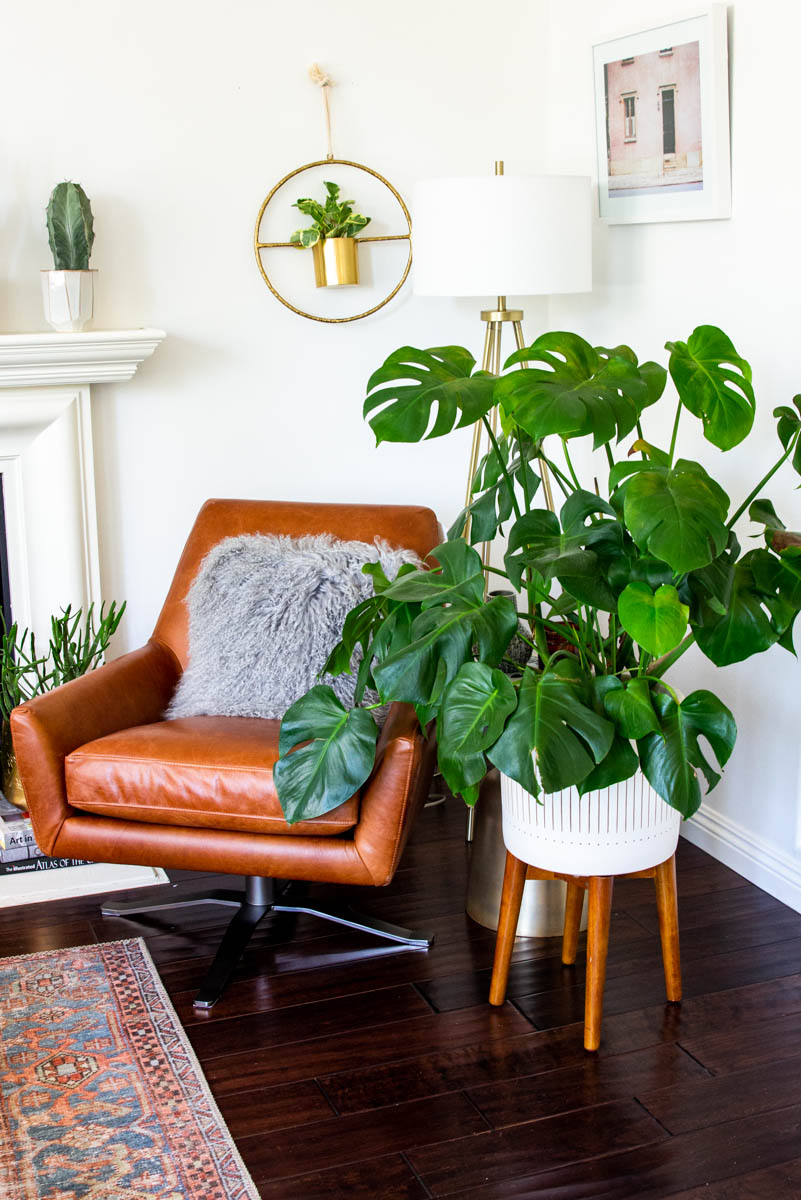 west elm monstera living room corner 