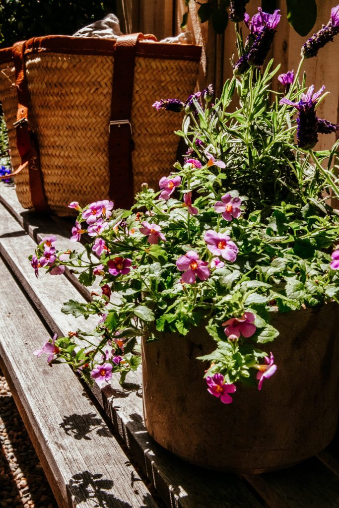 bacopa garden teak bench French garden lavender 